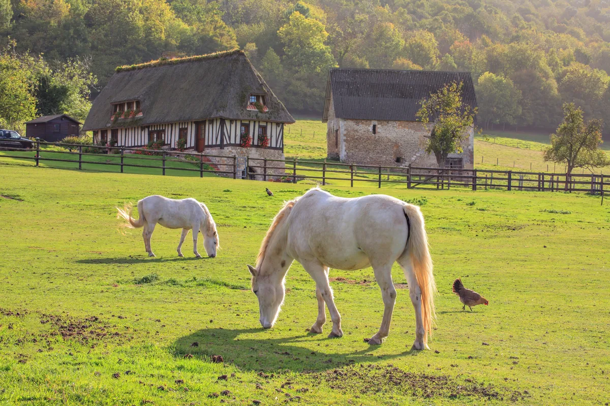 Le Marais Vernier, à 45 min du gîte Le Clos des Pâquerettes à Yvetot